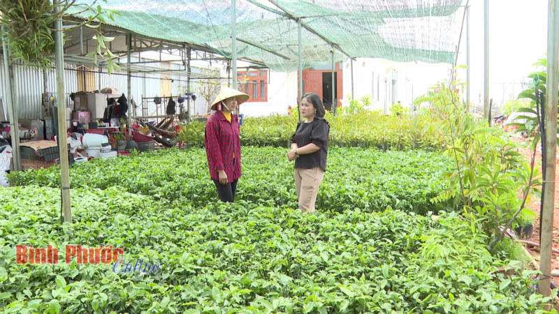 Một loại cây giống đang 'hot' hơn cả sầu riêng, nông dân Bình Phước đổ xô đi mua, vì sao cây xanh lùn lại hút hàng? 