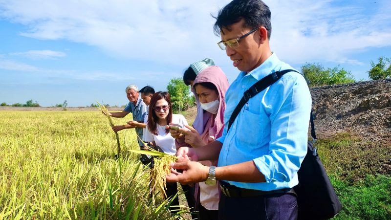 Ứng dụng chế phẩm sinh học vào trồng lúa, biến rơm rạ thành chất dinh dưỡng, lúa tốt bời bời, môi trường trong lành