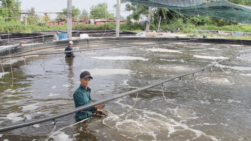 Đây là các con vật nuôi là đặc sản bình dân ở Thái Bình, có nhà nuôi thành công mà thành tỷ phú