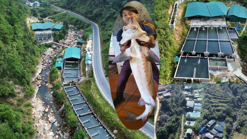 Được đối tác nước ngoài đặt mua loại cá 'tàu ngầm' với giá 100 triệu đồng/con, vì sao một nông dân ở Lào Cai chưa dám 'chốt đơn'?