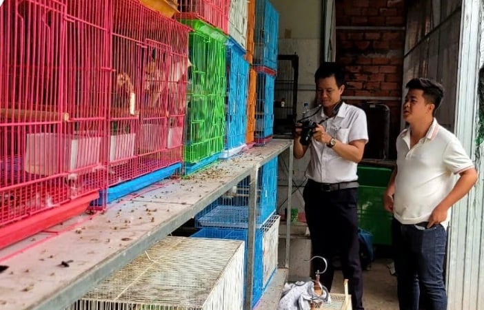 Loại chim to hơn viên kẹo, đã hót hay lại còn đột biến, anh nông dân Tiền Giang nuôi thành công, bán 5-7 triệu/con