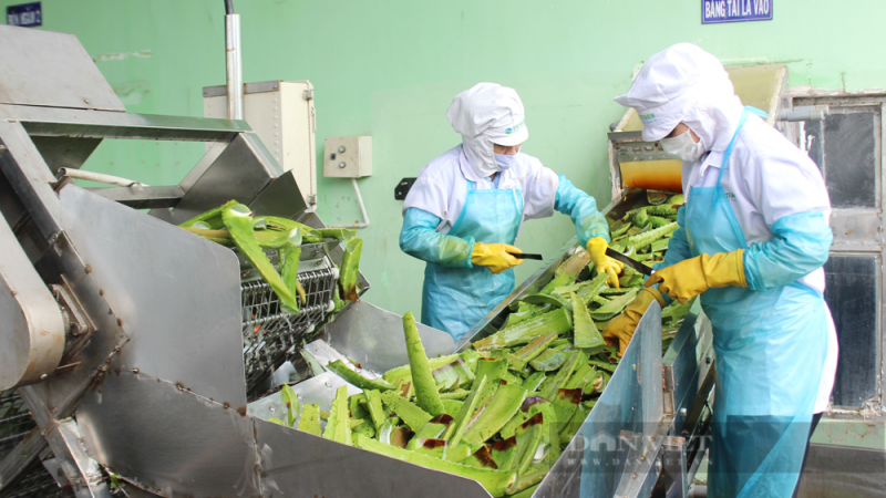 Loại cây được coi là 'vua giải nhiệt', trồng bạt ngàn ở Ninh Thuận đang bán tới tấp, doanh nghiệp thu mua chế biến xuất khẩu đi 20 nước