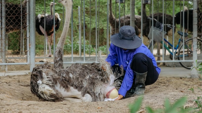 Đây là vùng đất số 1 về nuôi chim tiền tỷ, nuôi chim khổng lồ sau sáp nhập Khánh Hòa, Ninh Thuận