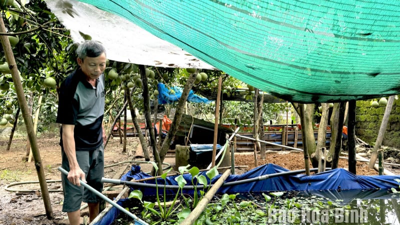 Trên cây bưởi treo quả ngon, dưới lót bạt nuôi ốc đặc sản, nông dân Hòa Bình 'tự trả lương tốt'
