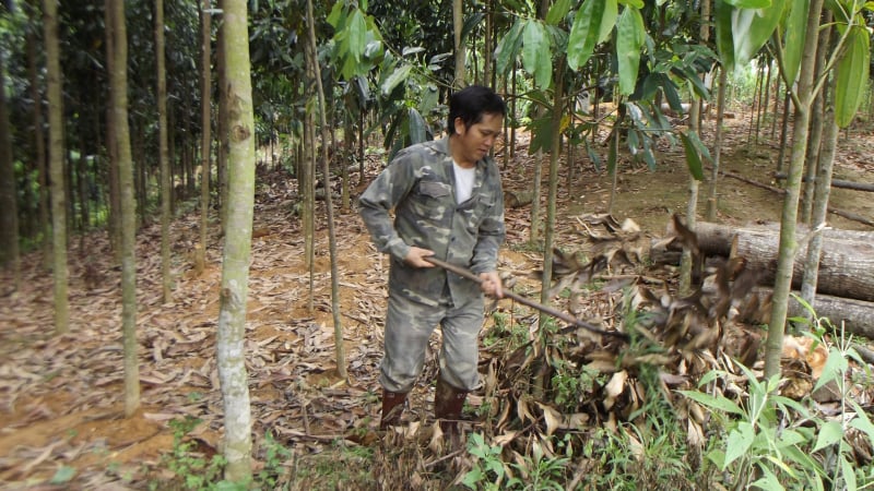  Một nông dân trồng quế ở Lào Cai giúp nhiều hộ vươn lên thoát nghèo