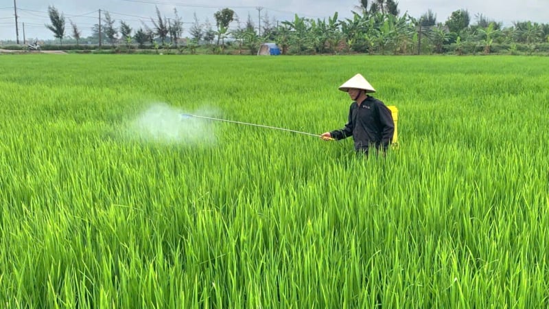  Gần 1.000 ha lúa bị các loài sâu phá hoại, Ninh Bình triển khai các giải pháp nào giúp nông dân?