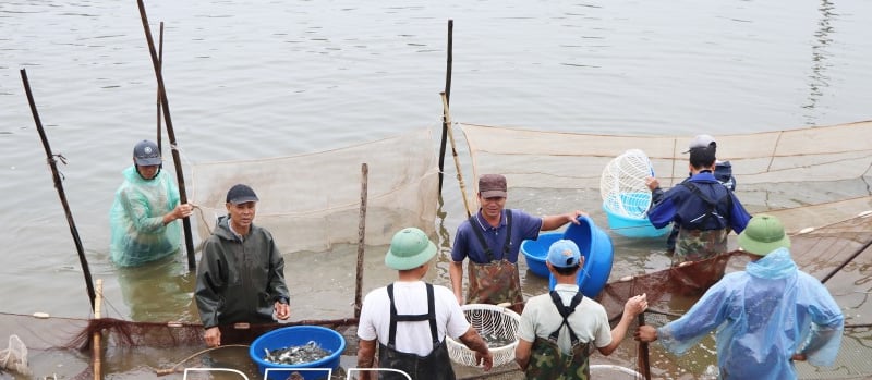 Sáp nhập, hợp nhất thành công, một xã ở Thái Bình đang nuôi cá khỏe, tôm ngon, ra ngõ đụng triệu phú