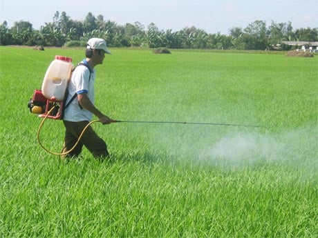  Nông dân Hải Phòng xuống đồng phòng diệt trừ sâu cuốn lá nhỏ, bệnh đạo ôn trên lúa xuân