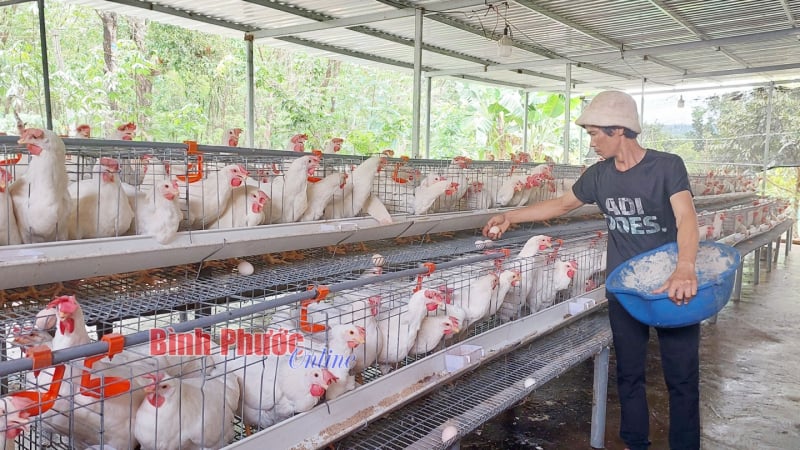 Nuôi 2 loại vịt trong vườn cao su, đêm tắt đèn, sáng ra nhặt hàng nghìn quả trứng, nông dân Bình Phước vừa đếm quả vừa tính tiền 