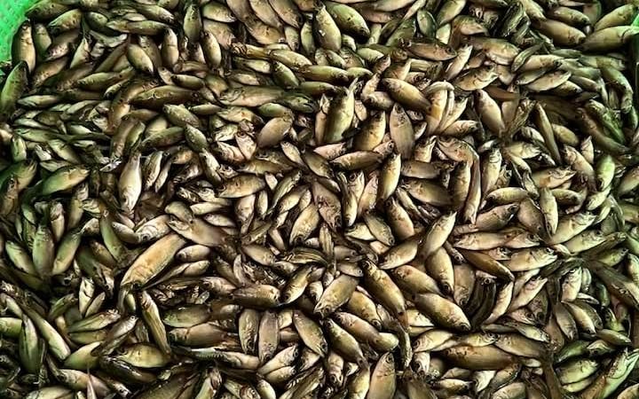 Long An bất ngờ mưa lớn, nông dân xả nước bắt hàng trăm ký cá rô đồng