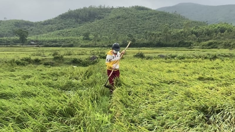 Mưa dông, lốc xoáy, hàng trăm hecta lúa đổ ngã, nông dân Hà Tĩnh thiệt hại lớn 