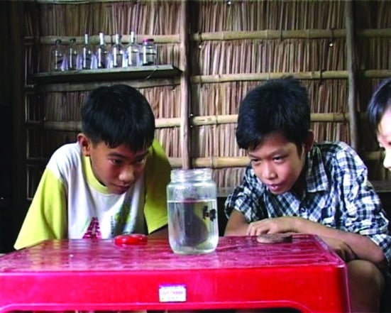 Quên cá cảnh triệu đô đi, chơi thứ cá kiểng bình dân này ở miền Tây, có vé lên 'chuyến tàu tuổi thơ' ngay và luôn