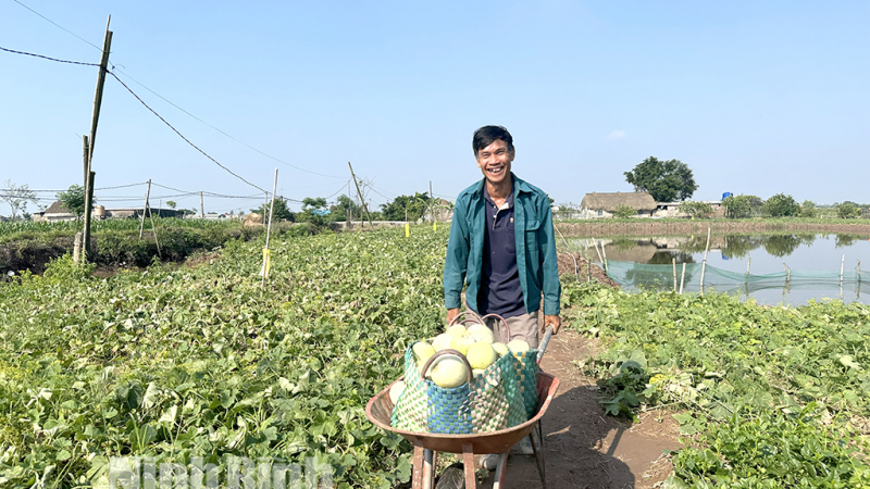 Vùng đất ven biển Ninh Bình, dân đang bẻ một loại quả chín thơm vào tận làng, thương lái khuân đi hết