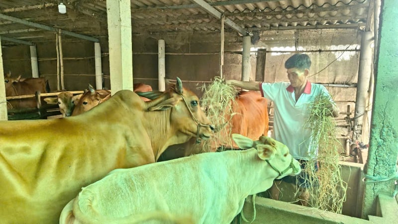 Mô hình nuôi bò sinh sản ở Long An đang giúp giảm hộ nghèo, tăng hộ khá giả