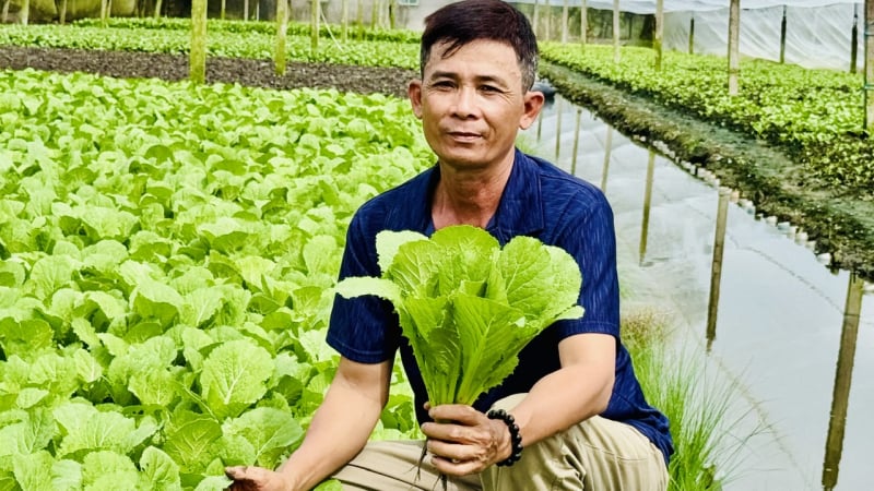 Trồng rau an toàn ven đô thị Cần Thơ, mô hình giảm nghèo hay, có nhà còn khá giả hẳn lên