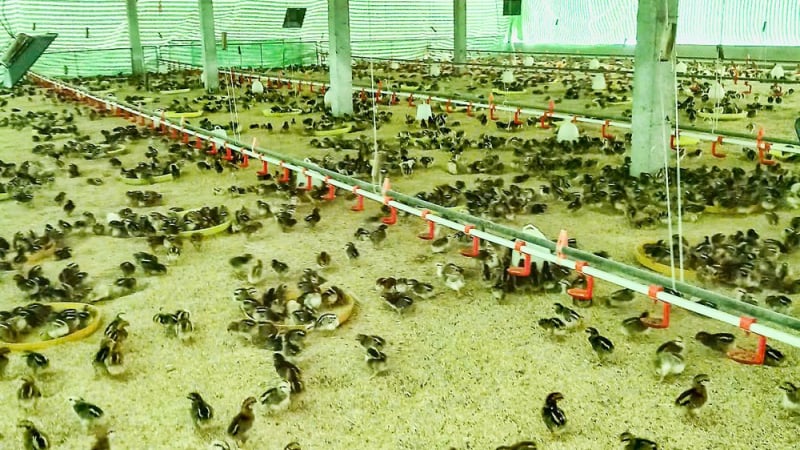 Nuôi hàng chục nghìn con gà, khỏi lo đầu vào lẫn đầu ra, nông dân xã này ở Vĩnh Long thu tiền đều đều