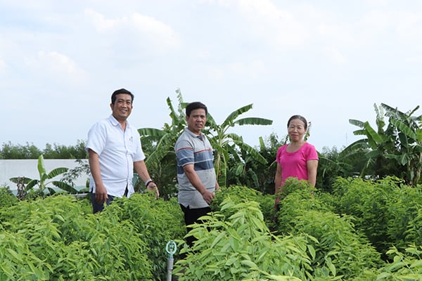 Nấu canh ăn ngọt như mì chính, loại rau bổ dưỡng này ở Bà Rịa-Vũng Tàu hễ dân cắt là bán hết veo
