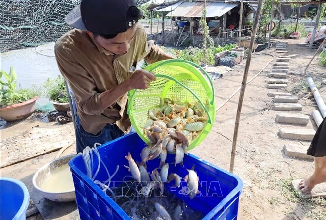 Nuôi dày đặc cá đặc sản như thế này, một ông nông dân Đồng Tháp bán 500.000 đồng/kg