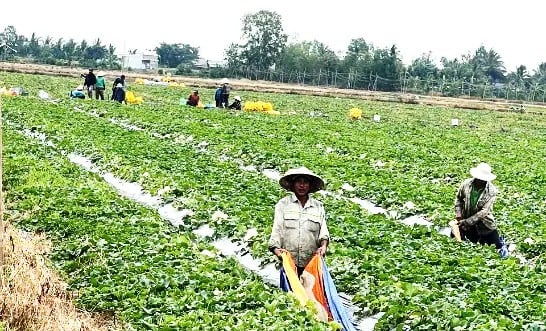 Vào mùa dội chợ, trái cây các loại rớt giá khắp nơi, ở Kiên Giang thứ quả ngon này dân vẫn bán khỏe re