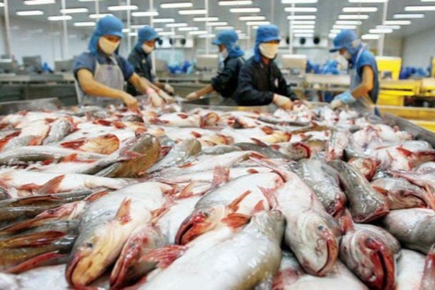 Một 'ông lớn' trong ngành chế biến, xuất khẩu cá tra Việt Nam muốn trồng lúa, lên kế hoạch lãi tới 500 tỷ đồng năm nay
