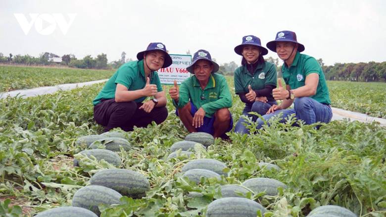 Giá trái cây ngon ở miền Tây 'rớt cái bịch' mà giá bán cây giống lại 'sốt sình sịch', vì sao?