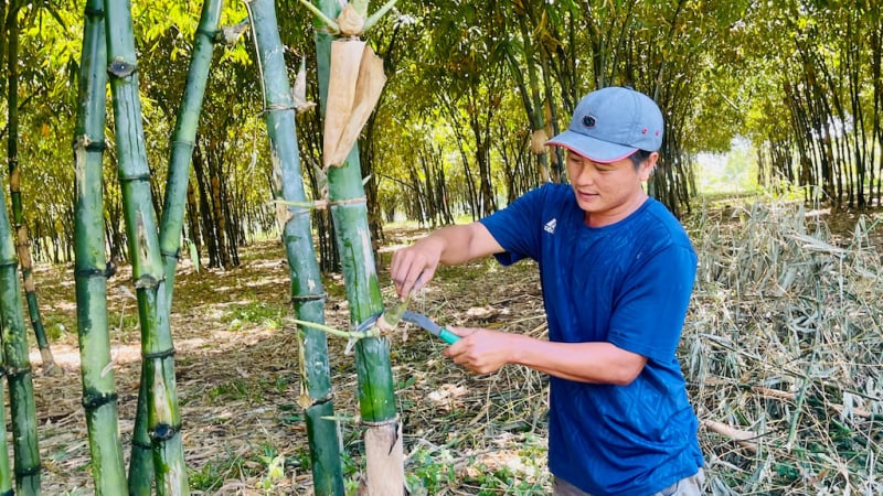 Trồng loại cây 'ăn' được cả mầm non, cây già, đến gốc cũng bán tốt, dân Bình Phước 'bỏ tiền vô túi'