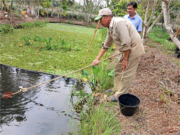 Trước ngày sáp nhập tỉnh Sóc Trăng, Cần Thơ, Hậu Giang thành công mô hình đào rãnh trong vườn nuôi ốc đặc sản xuất xứ Thái Lan
