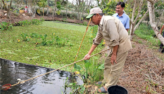 Trước ngày sáp nhập tỉnh Sóc Trăng, Cần Thơ, Hậu Giang thành công mô hình đào rãnh trong vườn nuôi ốc đặc sản xuất xứ Thái Lan