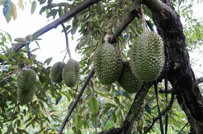 Trước thềm sáp nhập tỉnh Khánh Hòa, đây là các cây trồng chủ lực giá trị kinh tế cao của Ninh Thuận