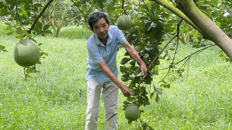 Một ông nông dân có 100ha đất trồng cây đặc sản, vậy đã là tỷ phú Bình Dương?