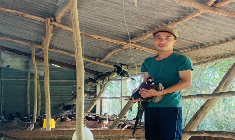 Loài chim sách Đỏ nuôi thành công ở Phú Yên như nuôi gà ta, cứ bán 1 cặp cầm 2 triệu đồng