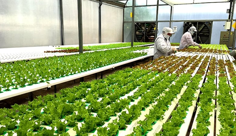 HTX, Liên hiệp HTX không có tài sản bảo đảm được xem xét vay tối đa 5 tỷ đồng 