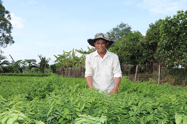 Loại rau 'mì chính' này trồng tốt um cản chả kịp ở Bà Rịa-Vũng Tàu, ăn ngọt như nước ninh xương, hễ cắt bán là hút hàng