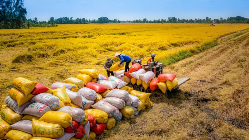 Nhu cầu gạo phân khúc cao cấp đang rất lớn, dư địa nào cho gạo Việt? 
