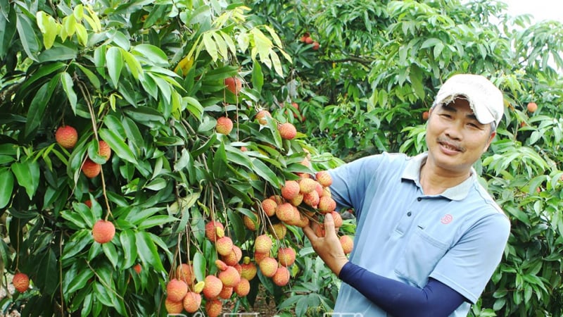 Chuyện lạ Hưng Yên trước sáp nhập tỉnh Thái Bình, ghép mắt cây vải trứng lên gốc vải lai, tốt đẹp thế này đây