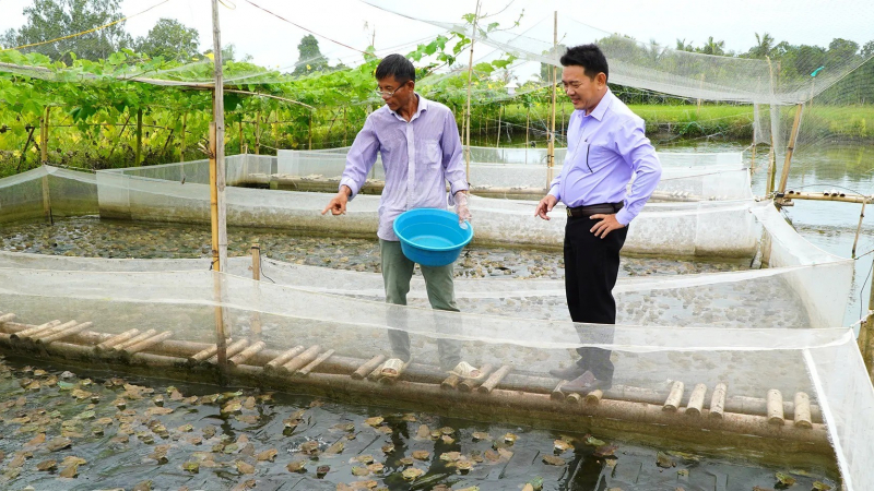 Dưới cá rô 'chạy' hàng đàn, trên ếch nhảy chồm chộp, kiểu nuôi con đặc sản bình dân này ở Kiên Giang cho thu nhập gấp đôi