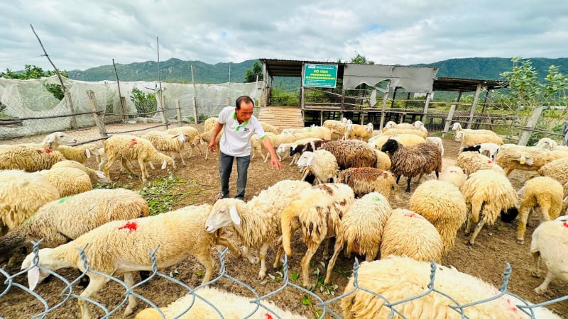 Giờ phút sáp nhập tỉnh Lâm Đồng, Đắk Nông đến gần, ở nơi này của Bình Thuận nuôi cừu, nuôi dê, trồng táo kiểu nông nghiệp tuần hoàn