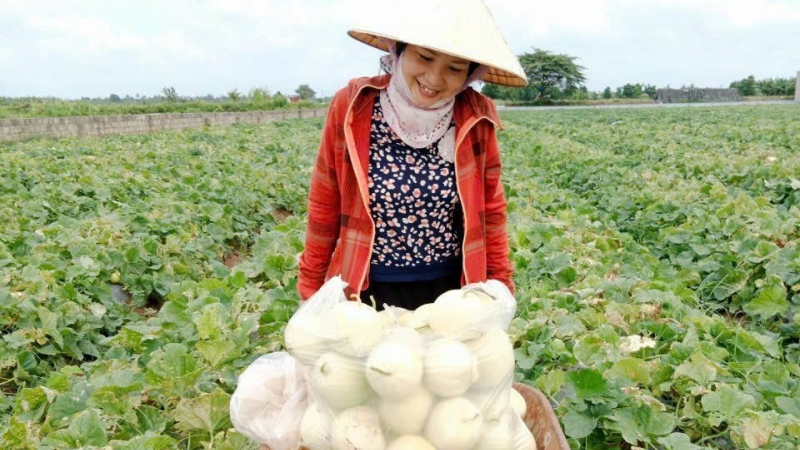  Một ngày trước sáp nhập Hải Dương, ở Hải Phòng nông dân trồng loại quả ngon đang bước vào vụ thu hoạch