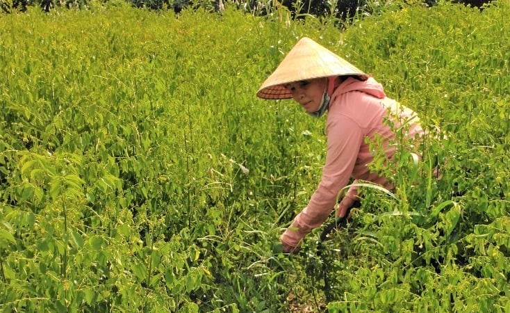 Thứ rau ngon dính tí nước tốt um, nhai ngọt như mì chính, trồng có 4 sào ở Bà Rịa-Vũng Tàu mà cầm cục tiền to
