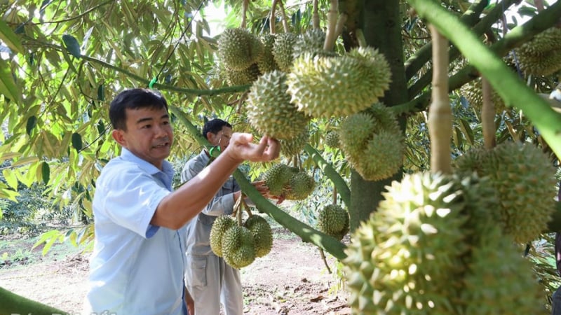 Sau sáp nhập, tỉnh Đắk Lắk nhìn thấy 'thời điểm vàng' tái cơ cấu ngành nông nghiệp, khẩn trương làm một loạt công việc 