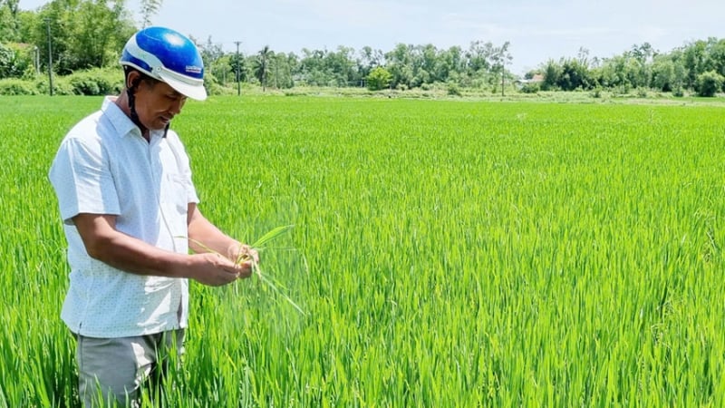 Cấy lúa nhiều nhất làng, ông Lời ở Huế có lãi to khi chạy xe thăm đồng hết 50.000 đồng tiền xăng/ngày?