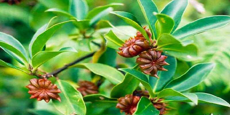 Một hợp tác xã ở Lạng Sơn thành công với các sản phẩm dược liệu thơm cả làng, có loại hoa mà quán phở bò nào cũng dùng