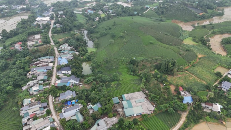 'Cây hạnh phúc' giúp nông dân một phường của tỉnh Tuyên Quang thoát nghèo, làm giàu