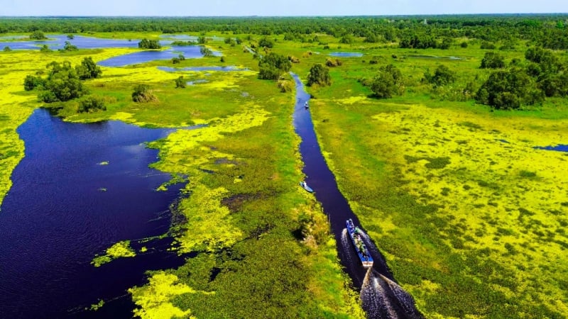 Sáp nhập tỉnh Kiên Giang, tỉnh An Giang mới có một khu rừng đẹp như phim, chim hoang dã bay la liệt, cá rô biển đặc sản