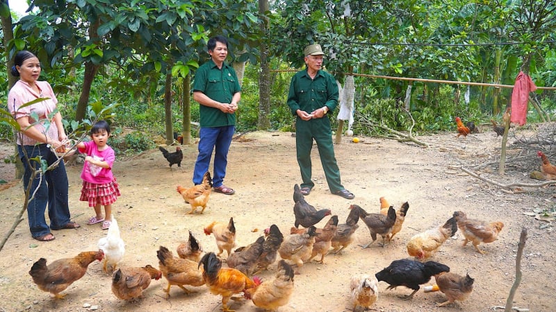 Nuôi gà bán 1,2 tấn/năm, nuôi lợn bán 6 tấn/năm, một ông nông dân là CCB Hà Tĩnh có của ăn của để