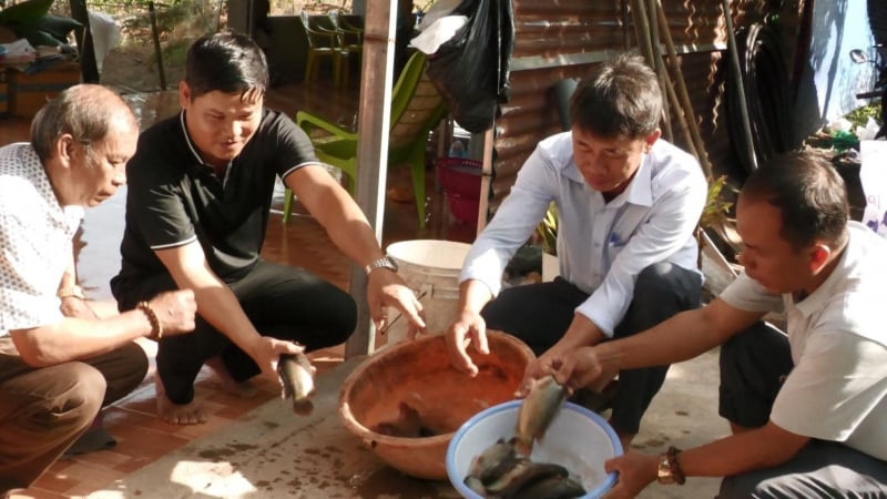 Nuôi thành công cá rô đồng ở tỉnh Bình Thuận (cũ), bơi dày đặc, bắt toàn con to bự thế này đây
