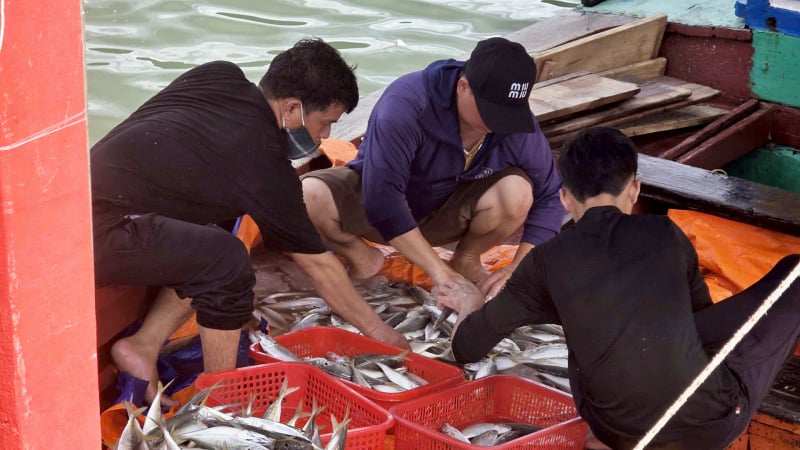 Ngư dân Hà Tĩnh trúng đậm 'lộc biển', cá tôm đầy khoang, cảng cá nhộn nhịp sau mưa bão