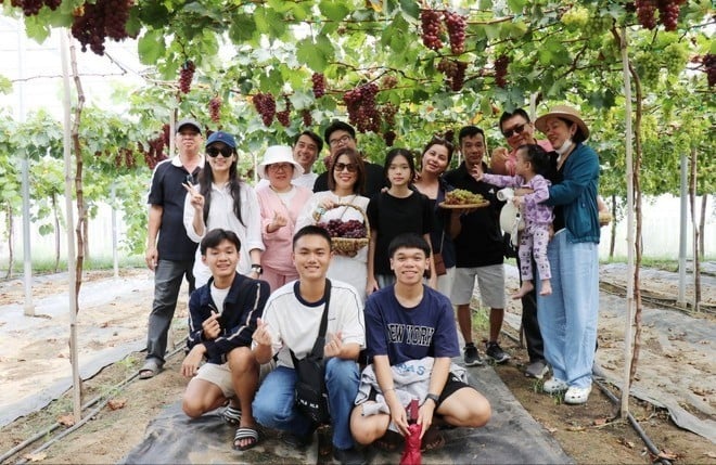 Hơn cả cây cảnh, ở tỉnh Khánh Hòa mới, tấp nập khách vào vườn đẹp như phim trồng nho giống mới, sau sáp nhập Ninh Thuận