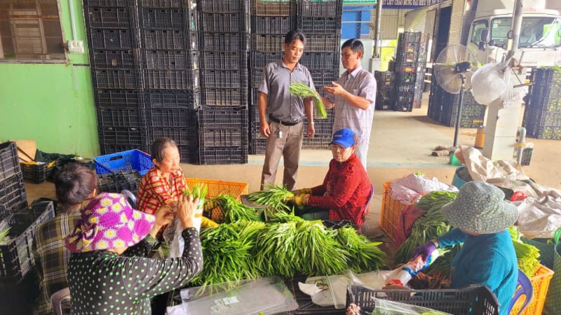 Một ông giám đốc nông dân Đồng Tháp mới, thu tiền tỷ từ mô hình sản xuất kinh doanh '3 trong 1'