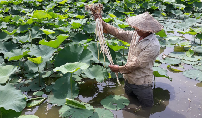 Trồng thứ cây bán được cả hoa, lá, hạt, củ không thiếu thứ gì, nông dân Hải Phòng có món tiền to